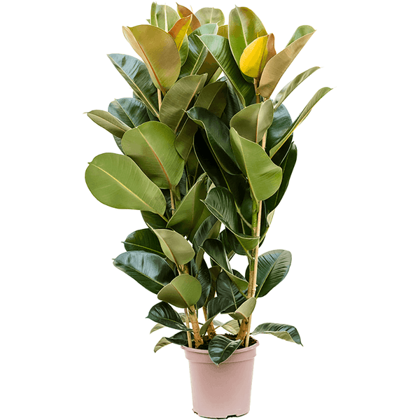 Ficus Robusta - 130 cm - VERDENA-130 cm la livrare, in ghiveci cu Ø de 23 cm