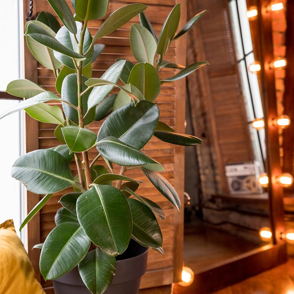 Ficus Robusta, 140 cm la livrare, in ghiveci de Ø  34 cm