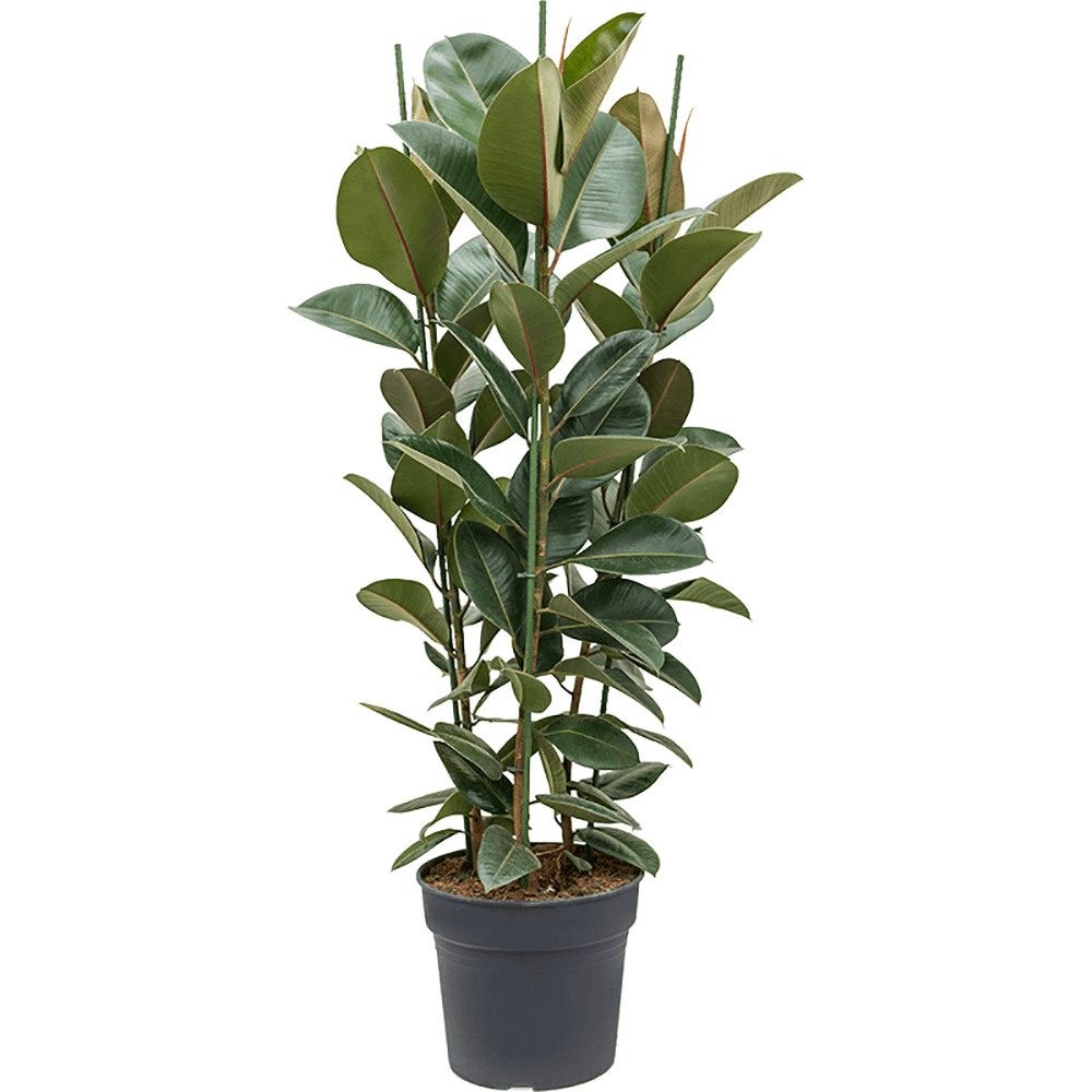 Ficus Robusta, 140 cm la livrare, in ghiveci de Ø  34 cm