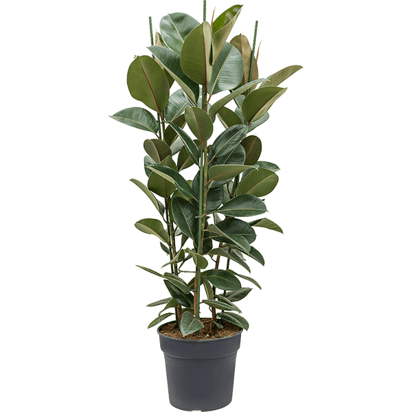 Ficus Robusta, 140 cm la livrare, in ghiveci de Ø  34 cm