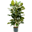 Arbore de Cauciuc (Ficus Robusta) - 155 cm