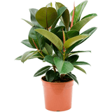 Ficus Robusta - 60 cm - VERDENA-60 cm la livrare in ghiveci Ø 24 cm