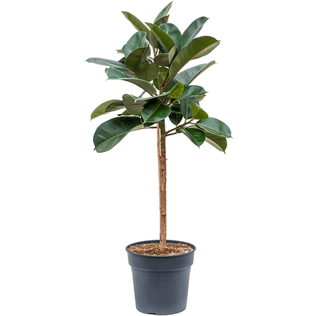 Ficus Robusta (altoit pe tulpina) - 140 cm - VERDENA-140 cm la livrare, in ghiveci cu Ø de 27 cm