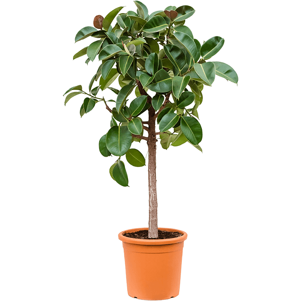 Ficus Robusta (altoit pe tulpina) - 160 cm - VERDENA-160 cm la livrare, in ghiveci cu Ø de 36 cm