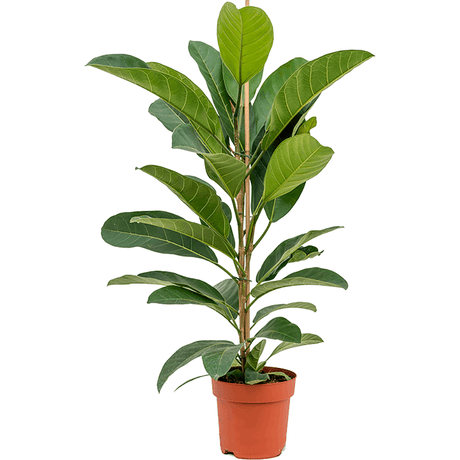 Ficus Roy, 100 cm la livrare, in ghiveci Ø 21 cm