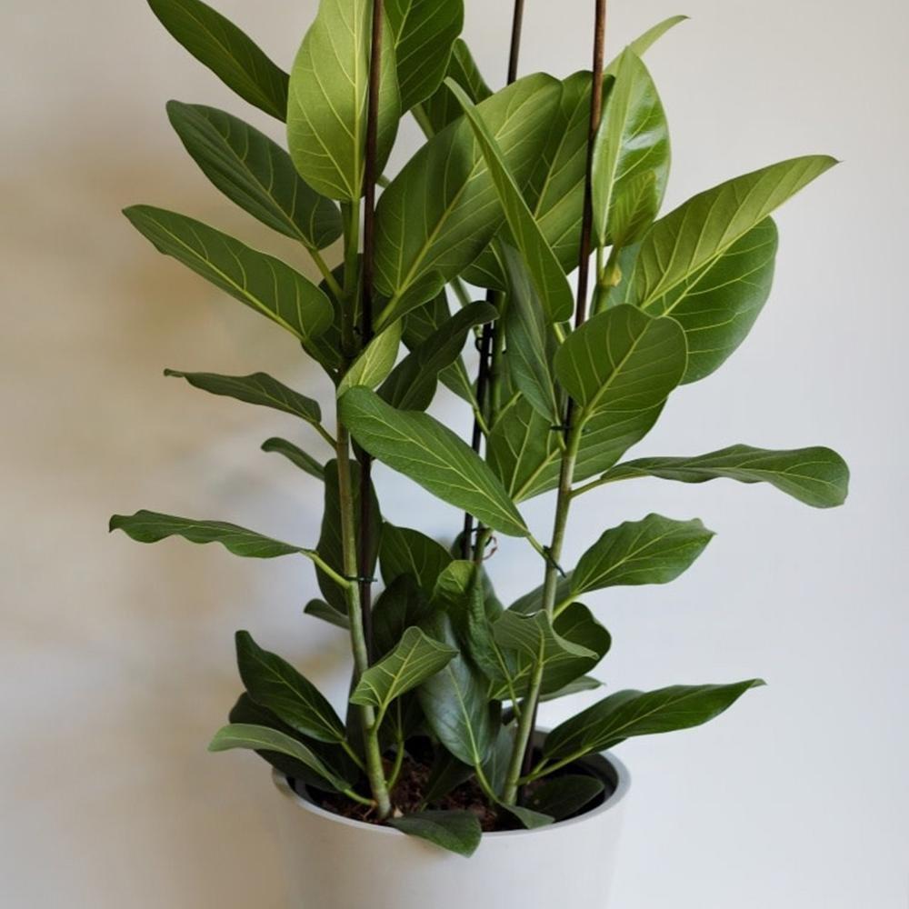 Ficus Roy, 100 cm la livrare, in ghiveci Ø 21 cm