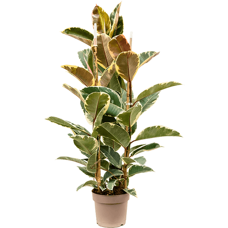 Ficus Tineke - 100 cm - VERDENA-100 cm la livrare, in ghiveci cu Ø de 20 cm