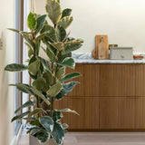 Ficus Tineke - 90/95 cm - VERDENA-90-95 cm inaltime, livrat in ghiveci de 9 l