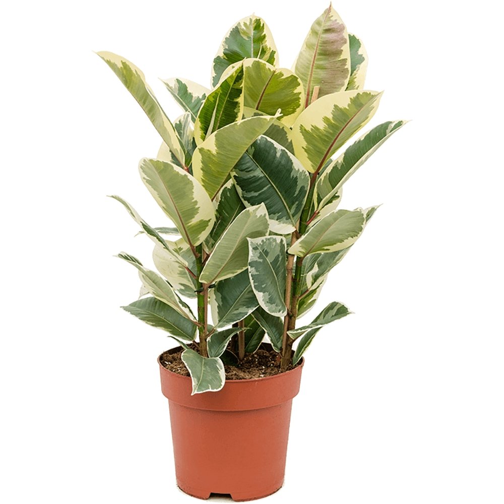 Ficus Tineke - 95 cm - VERDENA-95 cm inaltime, livrat in ghiveci de 4.5 l