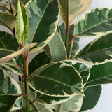 Ficus Tineke - 95 cm - VERDENA-95 cm inaltime, livrat in ghiveci de 4.5 l