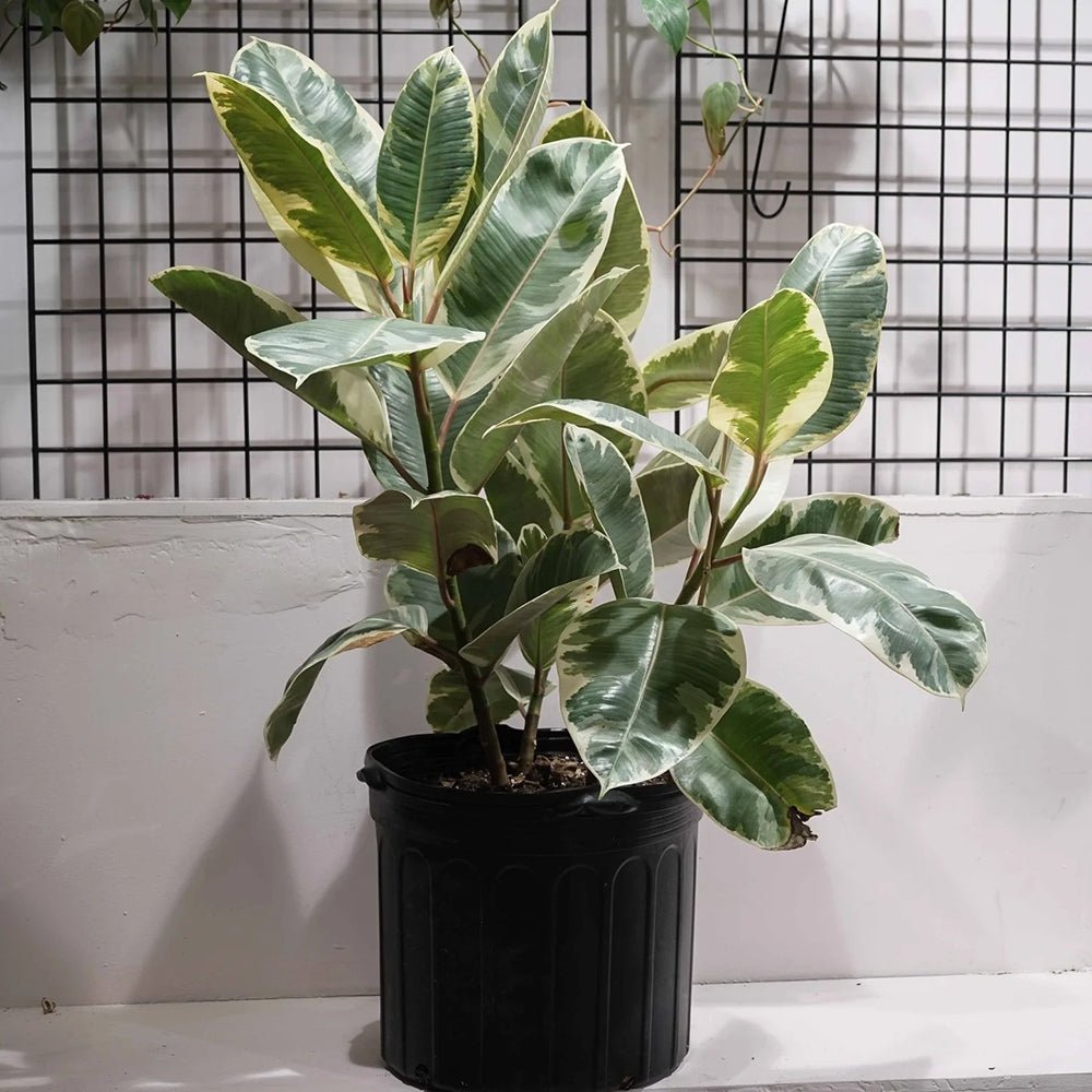 Black Friday - Reduceri Ficus Elastica Tineke Bicolor - 80 cm Promotie