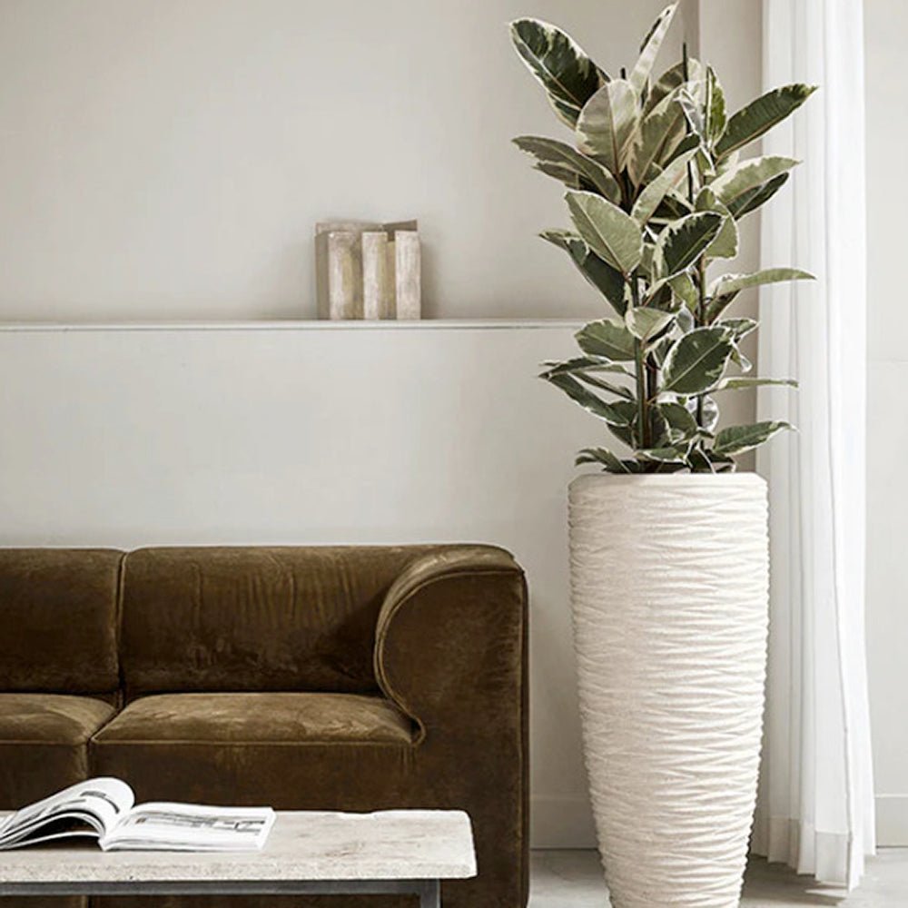 Black Friday - Reduceri Ficus Elastica Tineke Bicolor - 80 cm Promotie