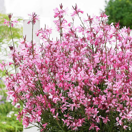 Floarea Albinei (Gaura Lindheimeri), cu flori roz-albe