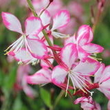 Floarea albinei (Gaura Lindheimeri) - VERDENA-20 - 30 cm inaltime livrat in ghiveci de 3 L