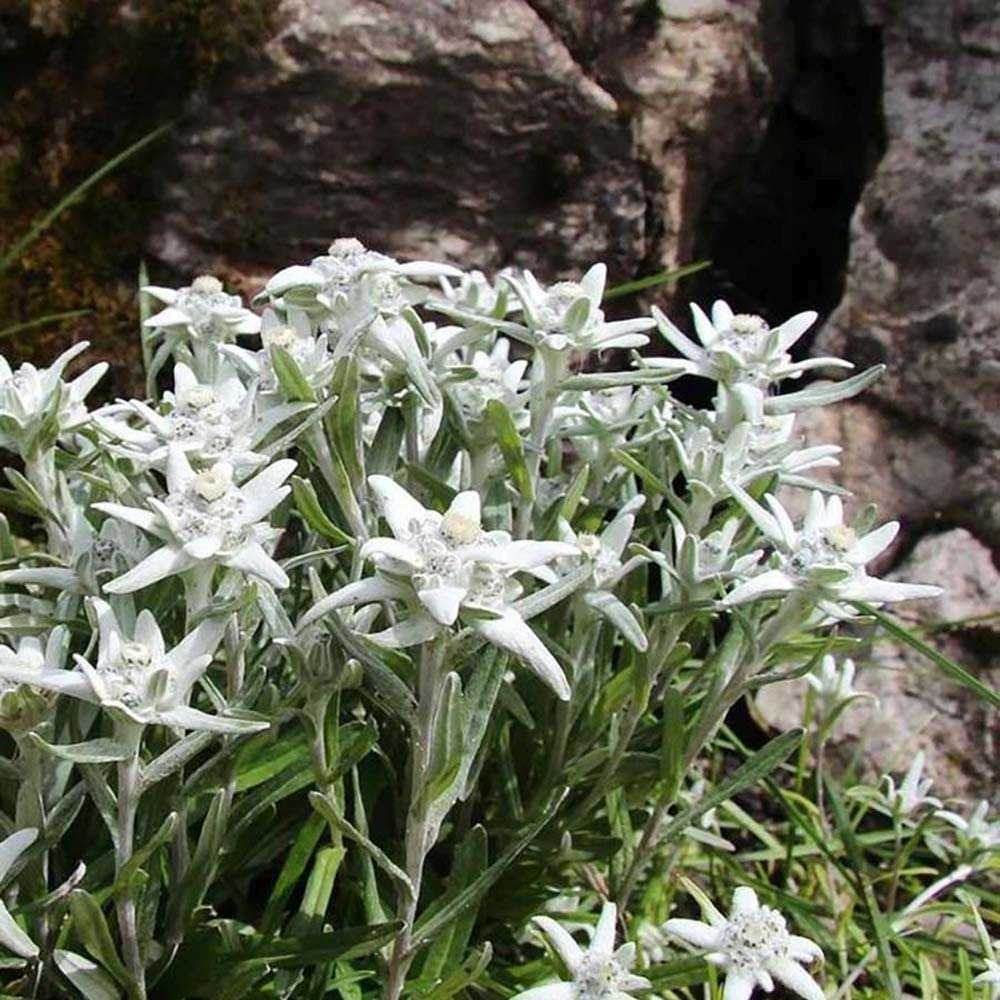 Floarea-de-colt (Leontopodium alpinum), cu flori albe