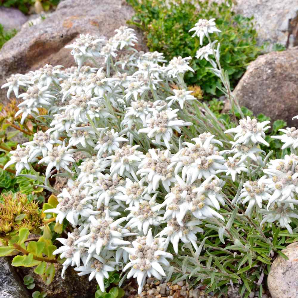 Floarea-de-colt (Leontopodium alpinum), cu flori albe