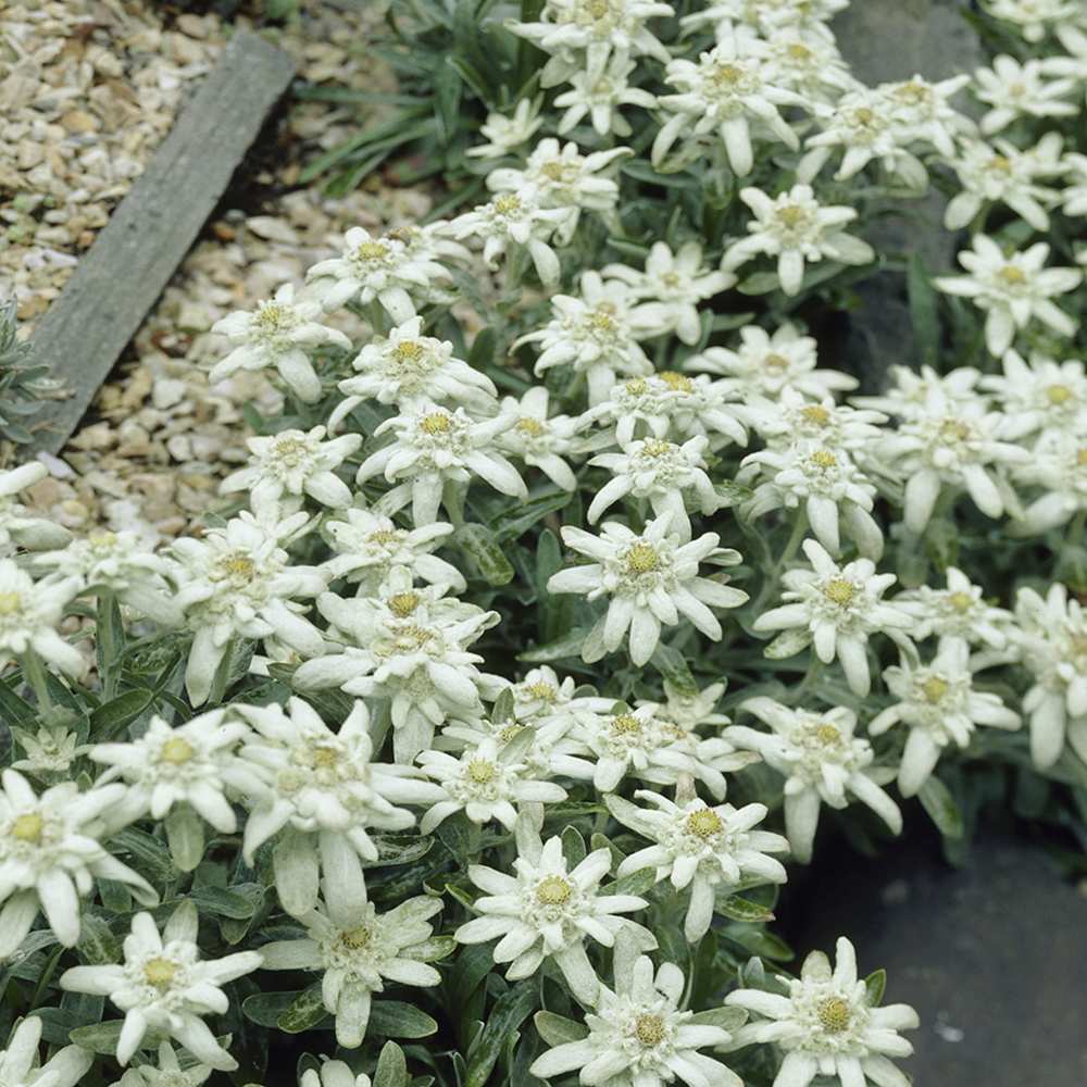 Floarea-de-colt (Leontopodium alpinum), cu flori albe