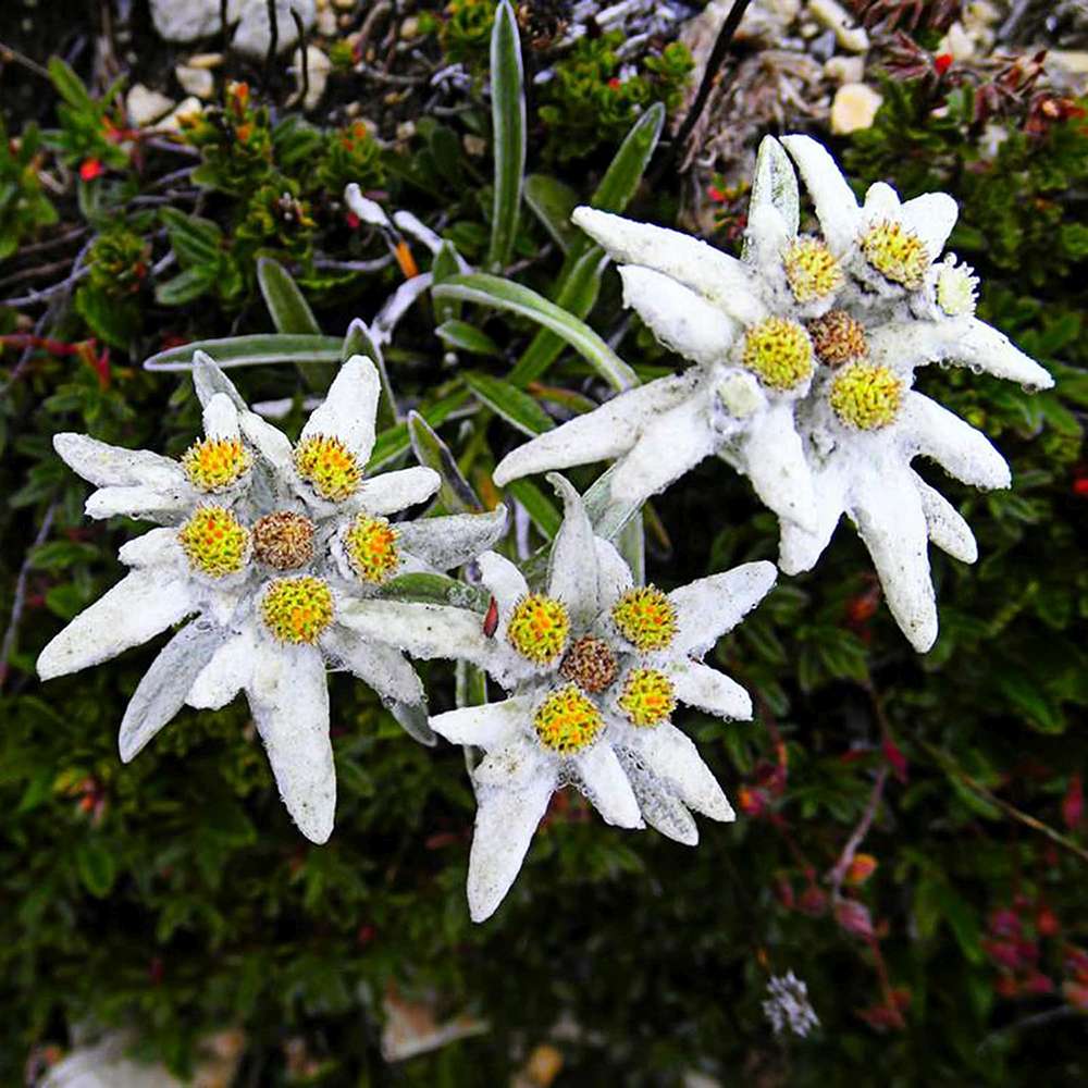 Floarea-de-colt (Leontopodium alpinum), cu flori albe