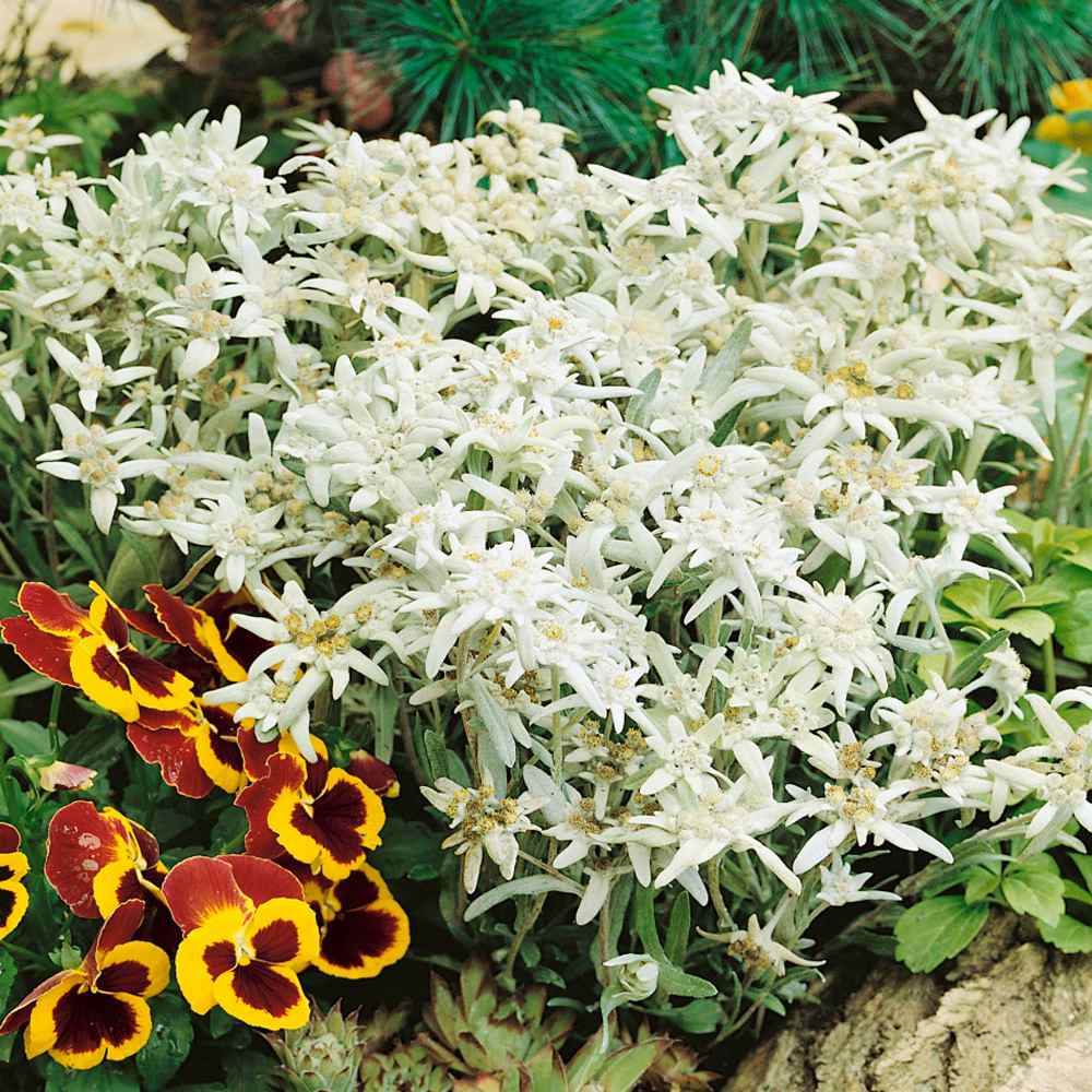 Floarea-de-colt (Leontopodium alpinum), cu flori albe - VERDENA-livrat in ghiveci de 1.1 l