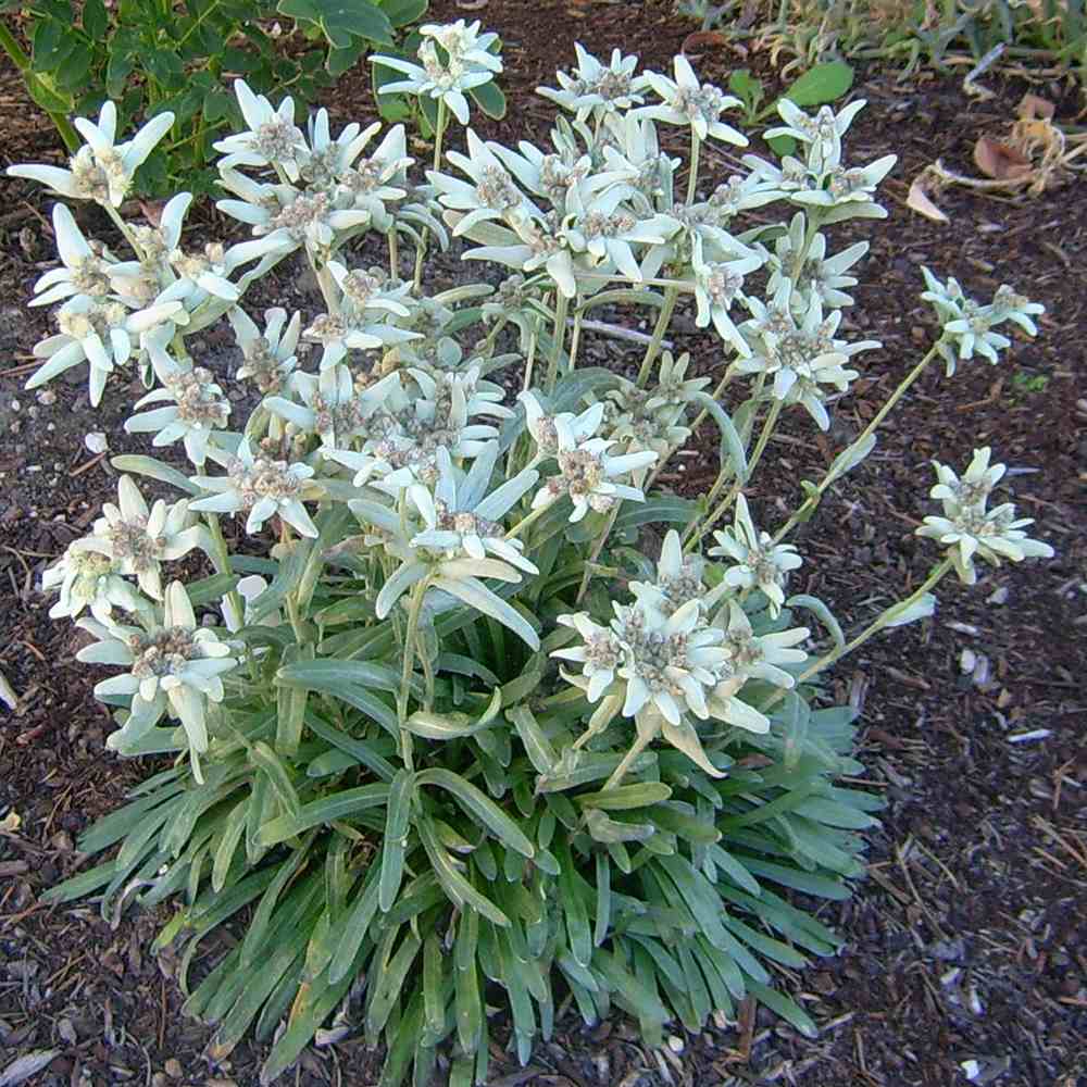 Floarea-de-colt (Leontopodium alpinum), cu flori albe