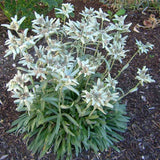 Floarea-de-colt (Leontopodium alpinum), cu flori albe - VERDENA-livrat in ghiveci de 1.1 l