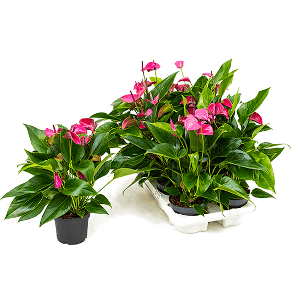 Floarea flamingo (Anthurium andraeanum) Cirano, 40 cm la livrare, in ghiveci Ø 12 cm