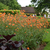 Floarea Geum Totally Tangerine, cu flori portocalii