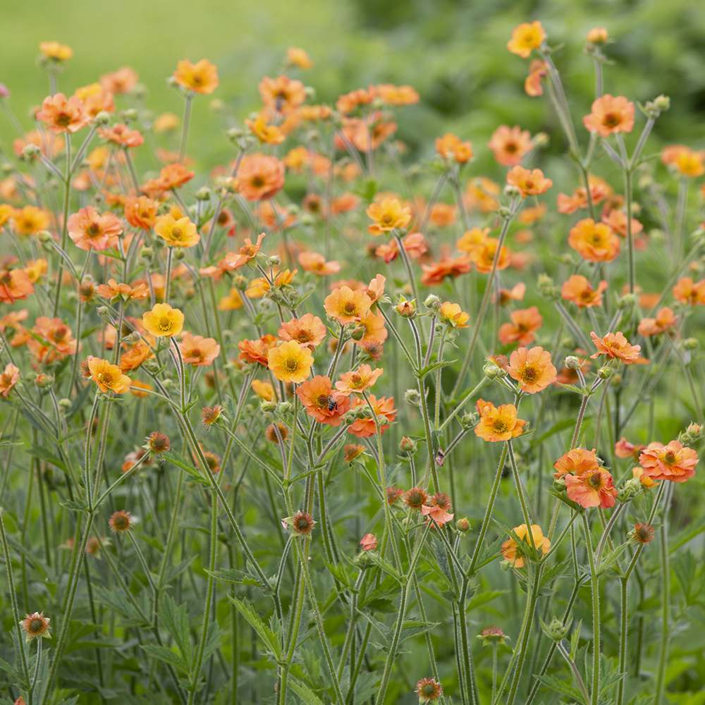 Floarea Geum Totally Tangerine, cu flori portocalii