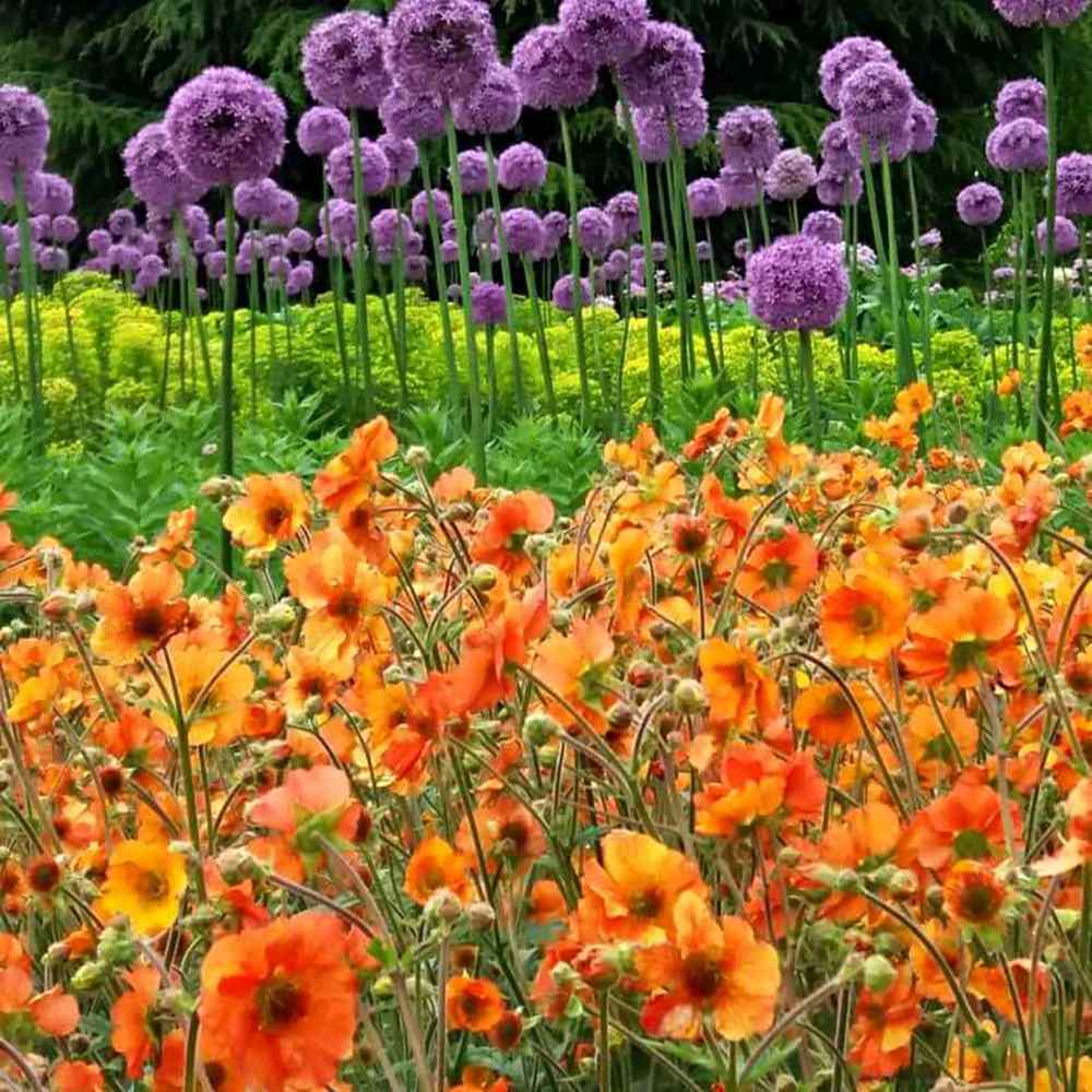 Floarea Geum Totally Tangerine, cu flori portocalii