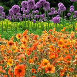 Floarea Geum Totally Tangerine, cu flori portocalii