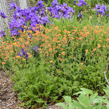 Floarea Geum Totally Tangerine, cu flori portocalii