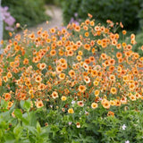 Floarea Geum Totally Tangerine, cu flori portocalii