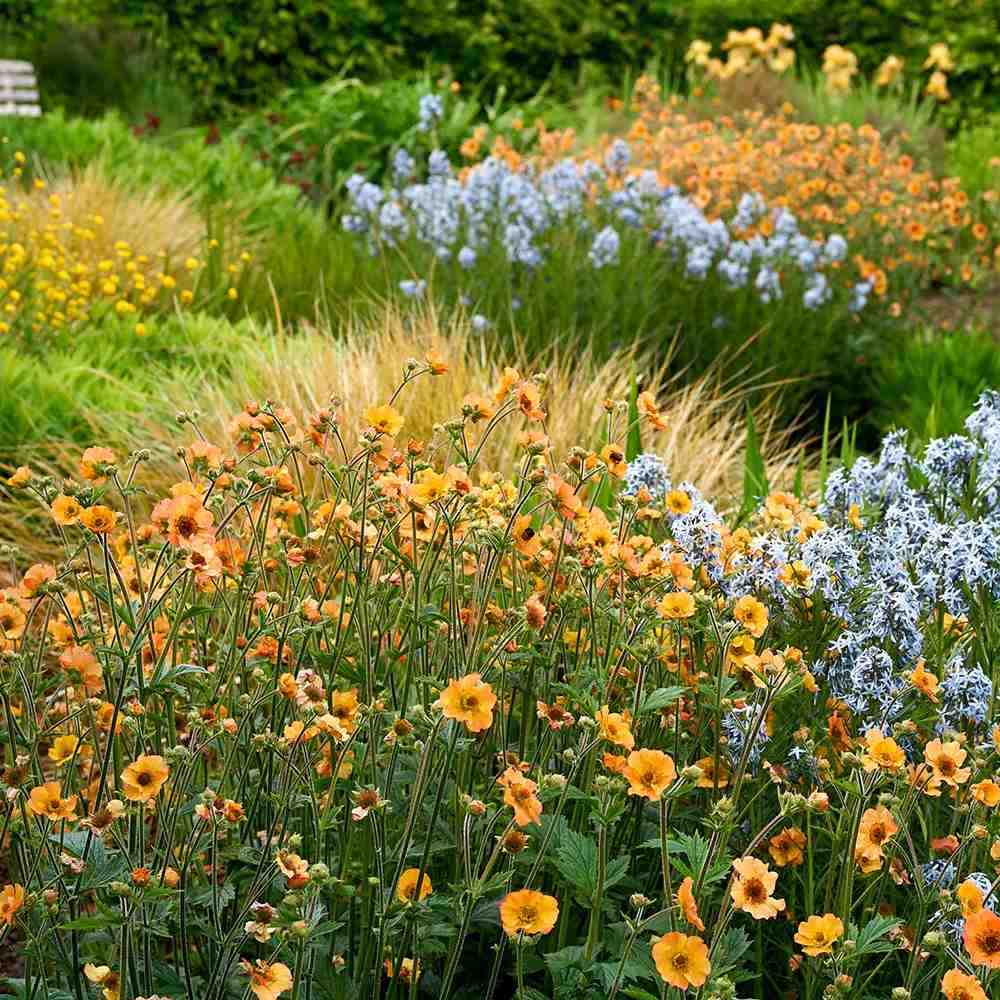 Floarea Geum Totally Tangerine, cu flori portocalii