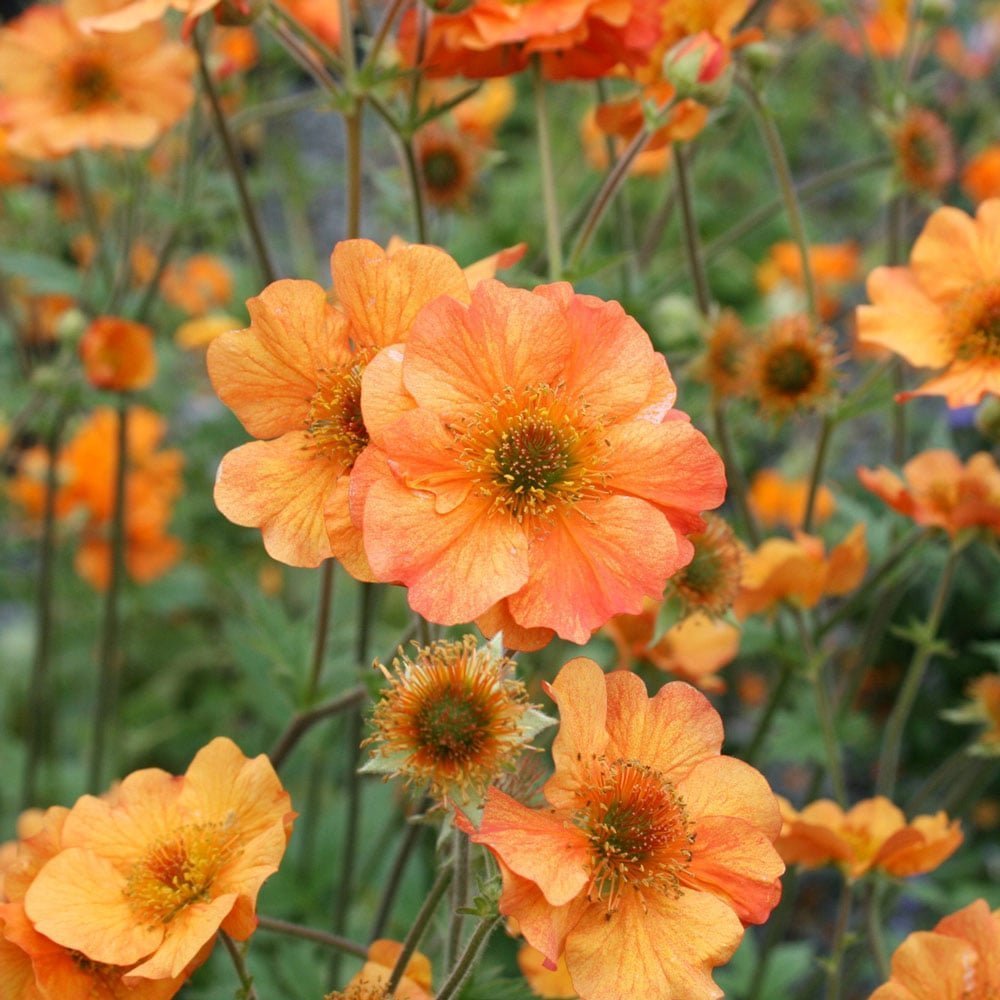 Floarea Geum Totally Tangerine, cu flori portocalii