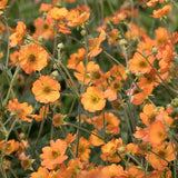 Floarea Geum Totally Tangerine, cu flori portocalii