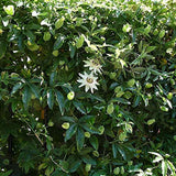 Floarea Pasiunii (Passiflora Caerulea) Constance Elliot, cu flori albe - VERDENA-65 cm inaltime, livrat in ghiveci de 2 l