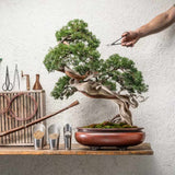 Foarfeca Bonsai Japonez din Otel Ascutit HappySeed, Ideal pentru Muguri, Frunze si Ramuri