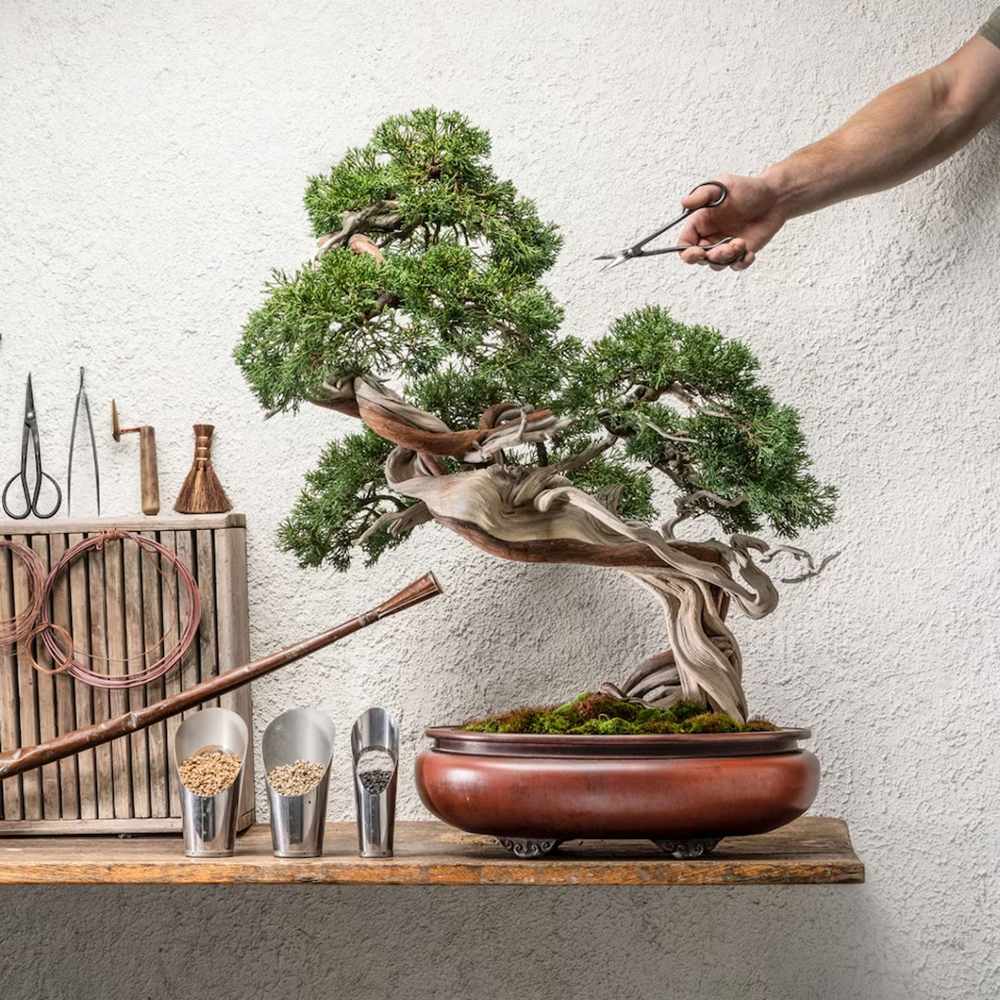 Foarfeca Bonsai Japonez din Otel Ascutit HappySeed, Ideal pentru Muguri, Frunze si Ramuri