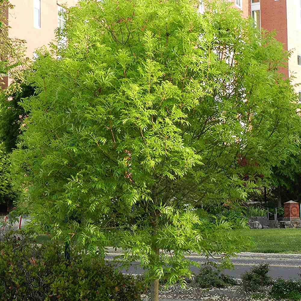 Frasin Comun (Fraxinus Excelsior)