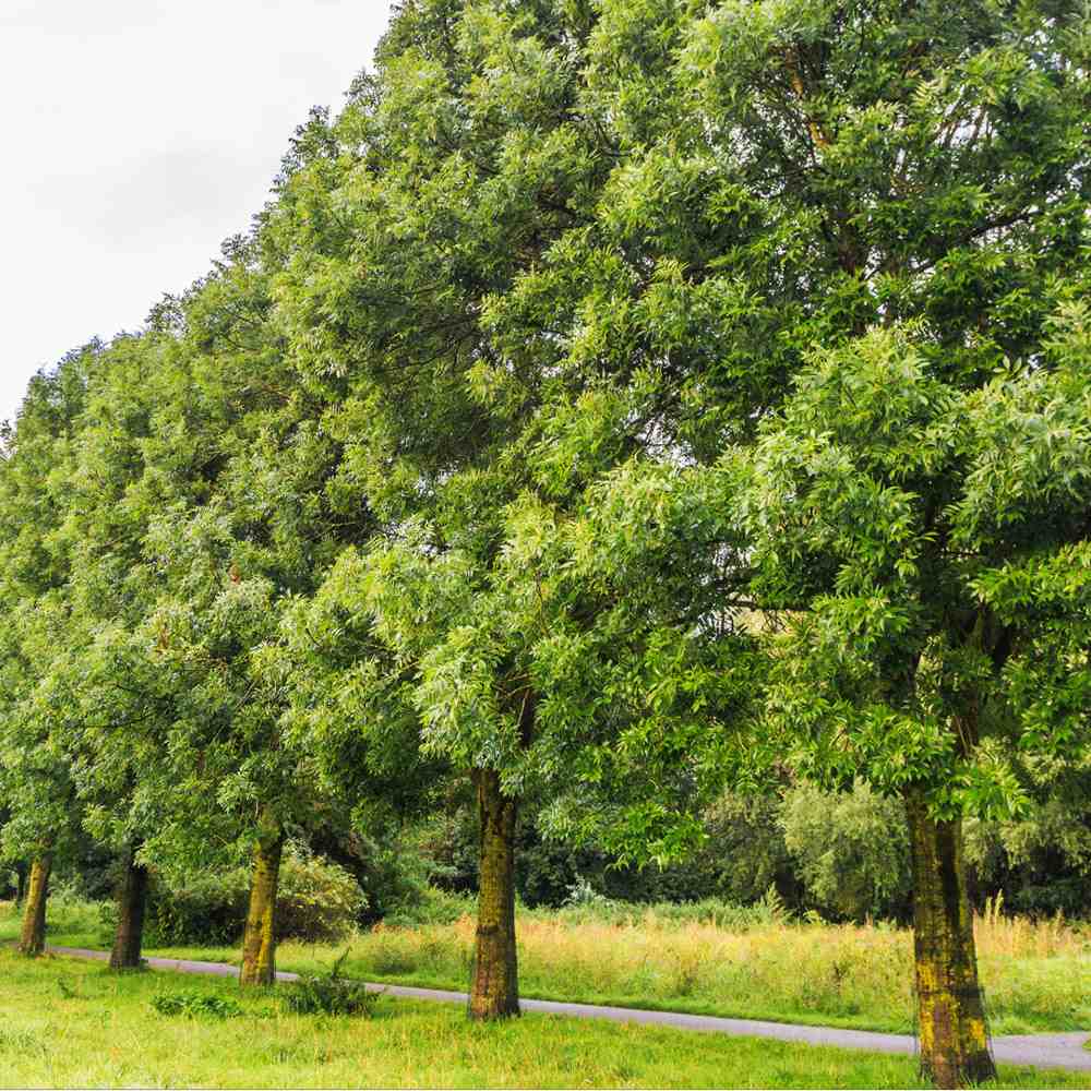 Frasin Comun (Fraxinus Excelsior)