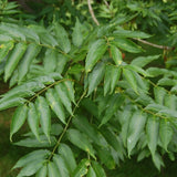 Frasin Comun (Fraxinus Excelsior)