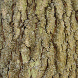 Frasin Comun (Fraxinus Excelsior)