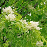 Frasin Comun (Fraxinus Excelsior)