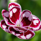 Garofita Bicolor Sunflor Charmy, cu flori roz-rosu si marginii albe, parfum puternic - VERDENA-30 cm inaltime, livrat in ghiveci de 3 l