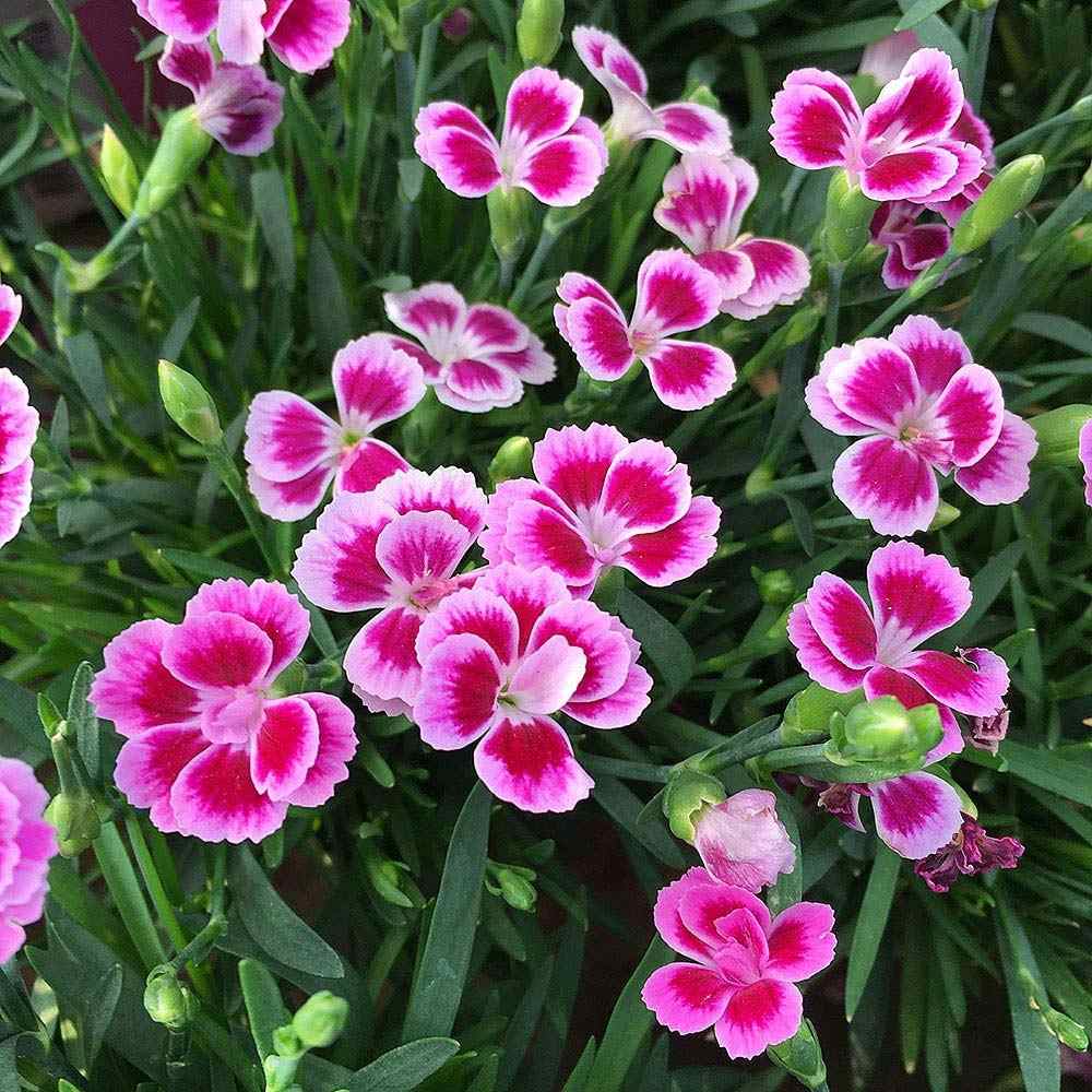 Garofita bicolor Pink Kisses | Verdena – VERDENA
