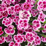 Garofita (Dianthus) Pink Kisses, cu flori bicolor si parfum seducator - VERDENA-22 cm inaltime, livrat in ghiveci de 1.2 l