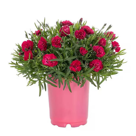 Garofita Diantica Early Love, cu flori roz intens si parfum puternic - VERDENA-35 cm inaltime, livrat in ghiveci de 3 l