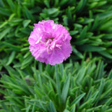 Garofita piticea Pink Jewel, livrat in ghiveci de 0.5L