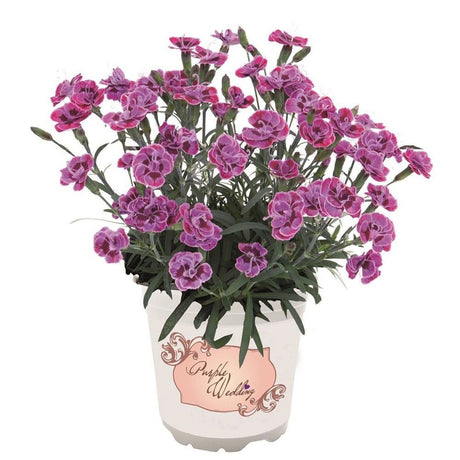 Garofita Purple Wedding - VERDENA-15 cm inaltime livrat in ghiveci de 1 L