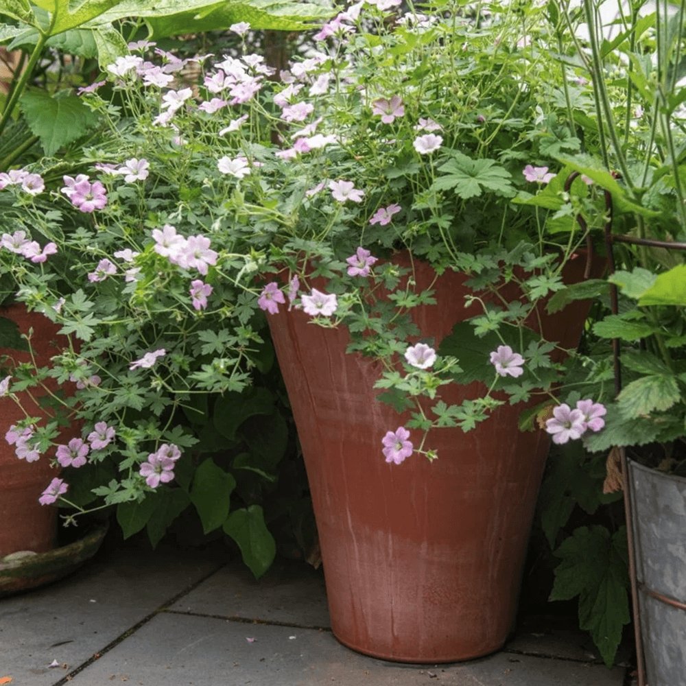 Geranium Dreamland - VERDENA-10-15 cm cm inaltime livrat in ghiveci de 0.7 L